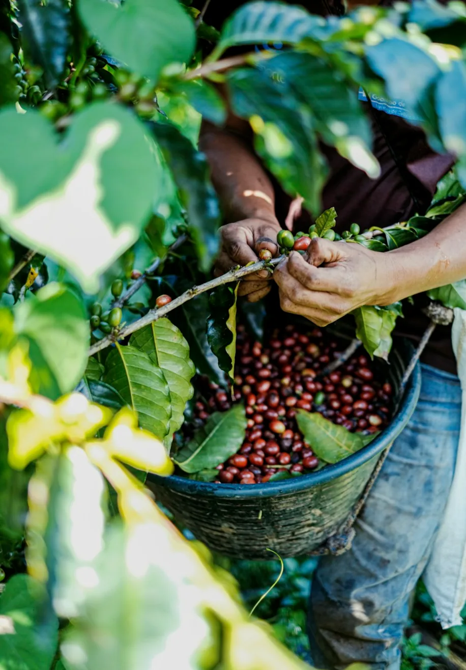 Manos cosechando café maduro en una canasta