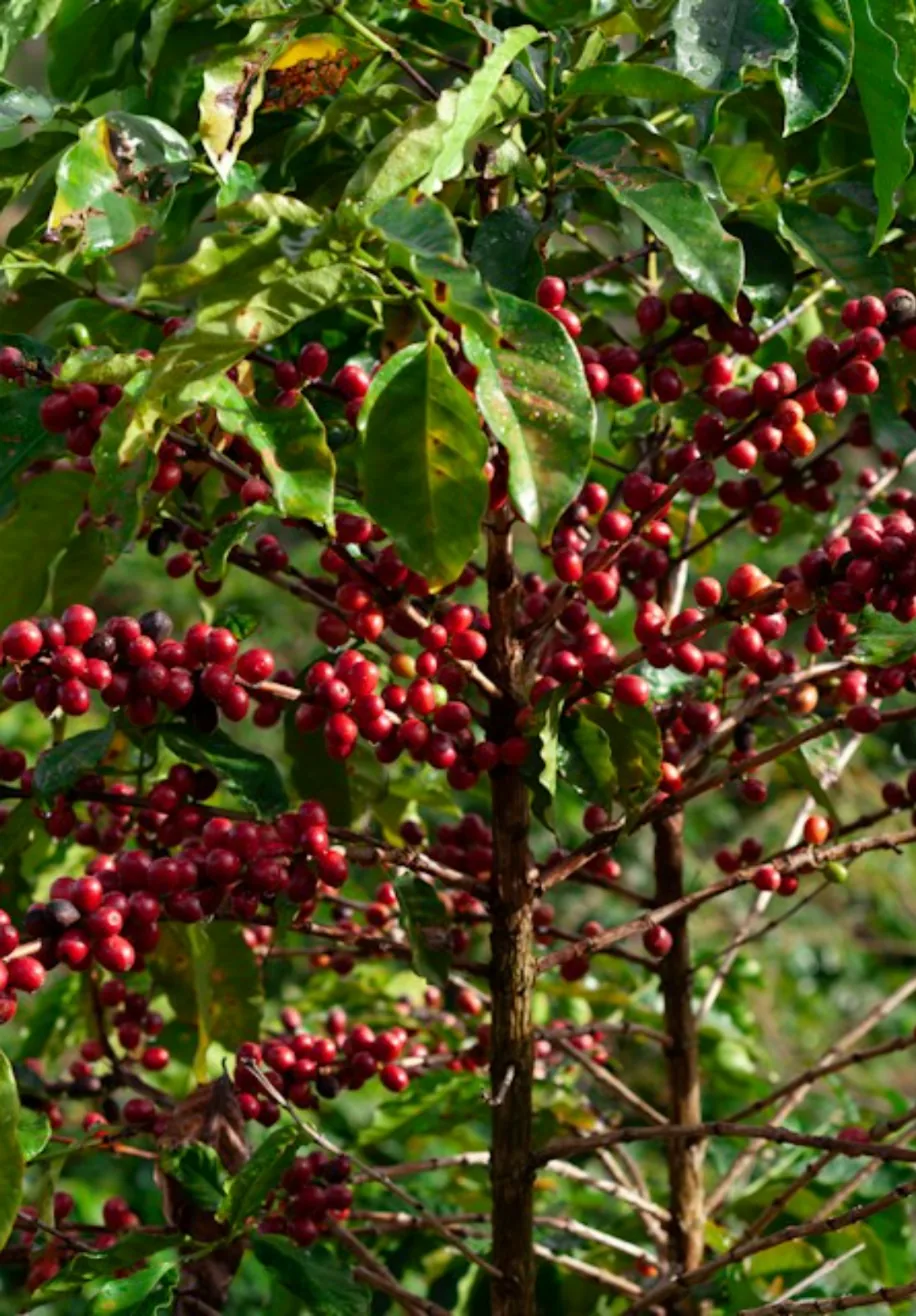 Planta de café con frutos maduros