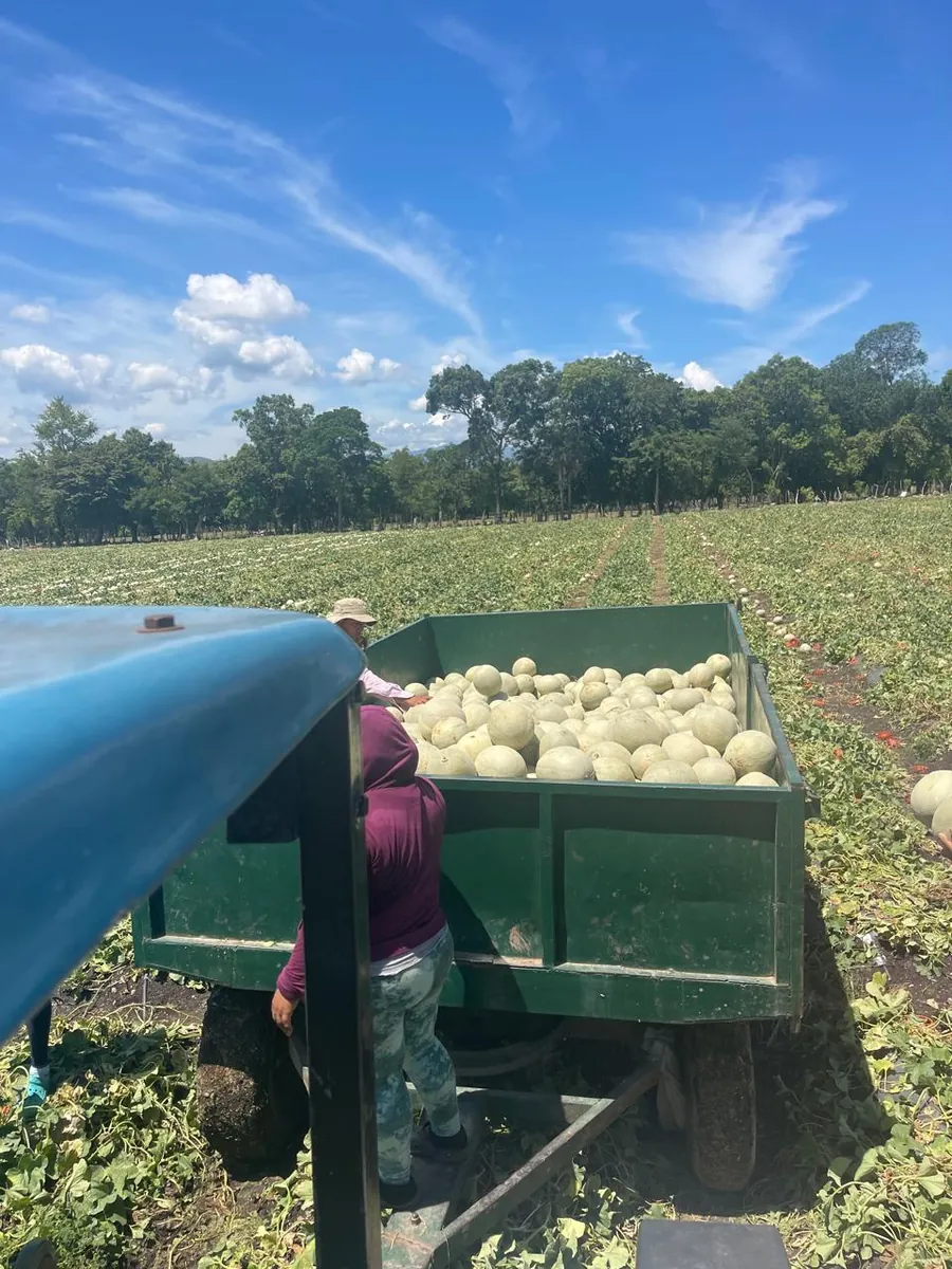 Asociados de la cooperativa cargando melones recién cosechados en Zacapa