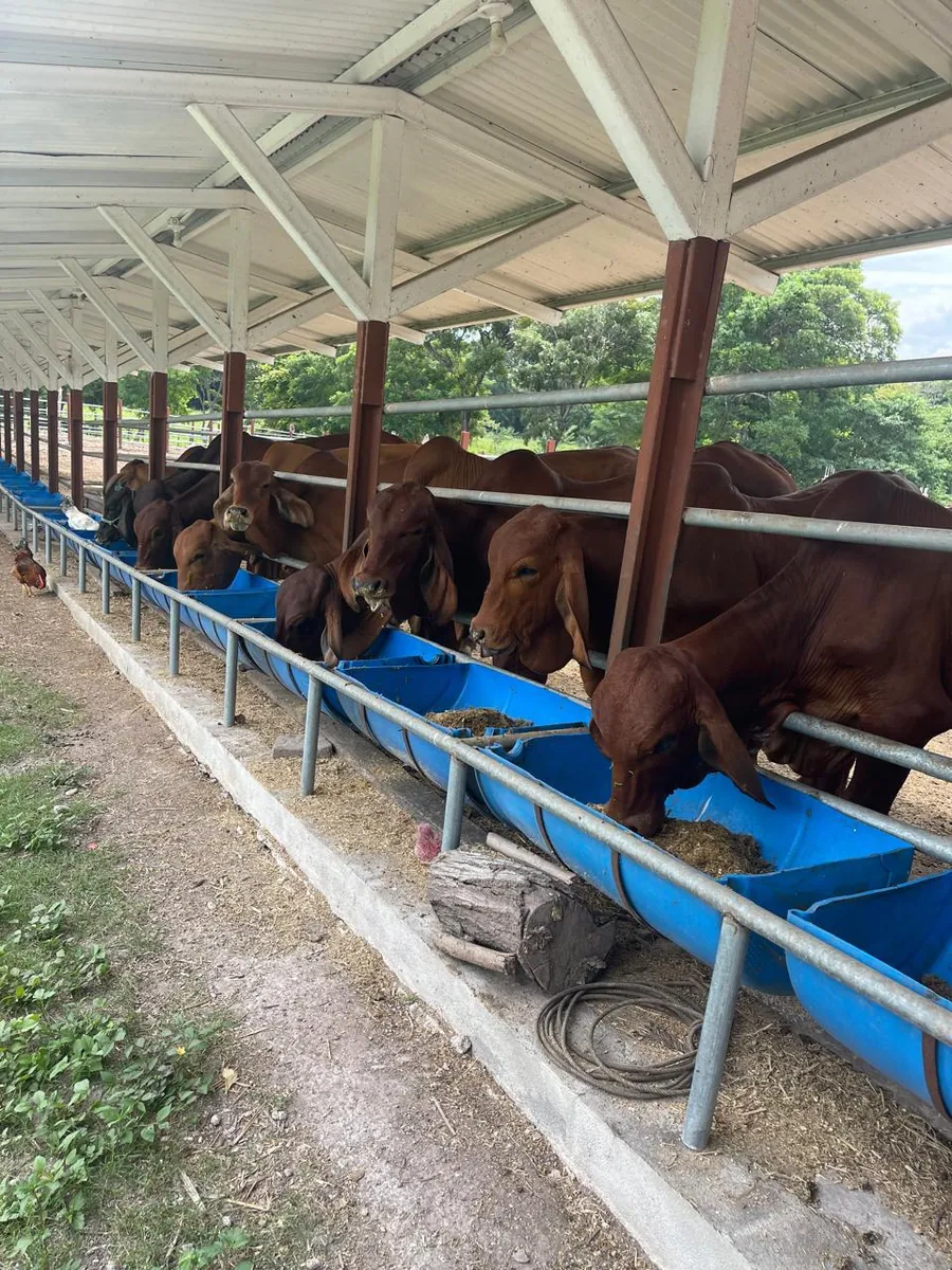 Ganado alimentándose en comederos bajo techo