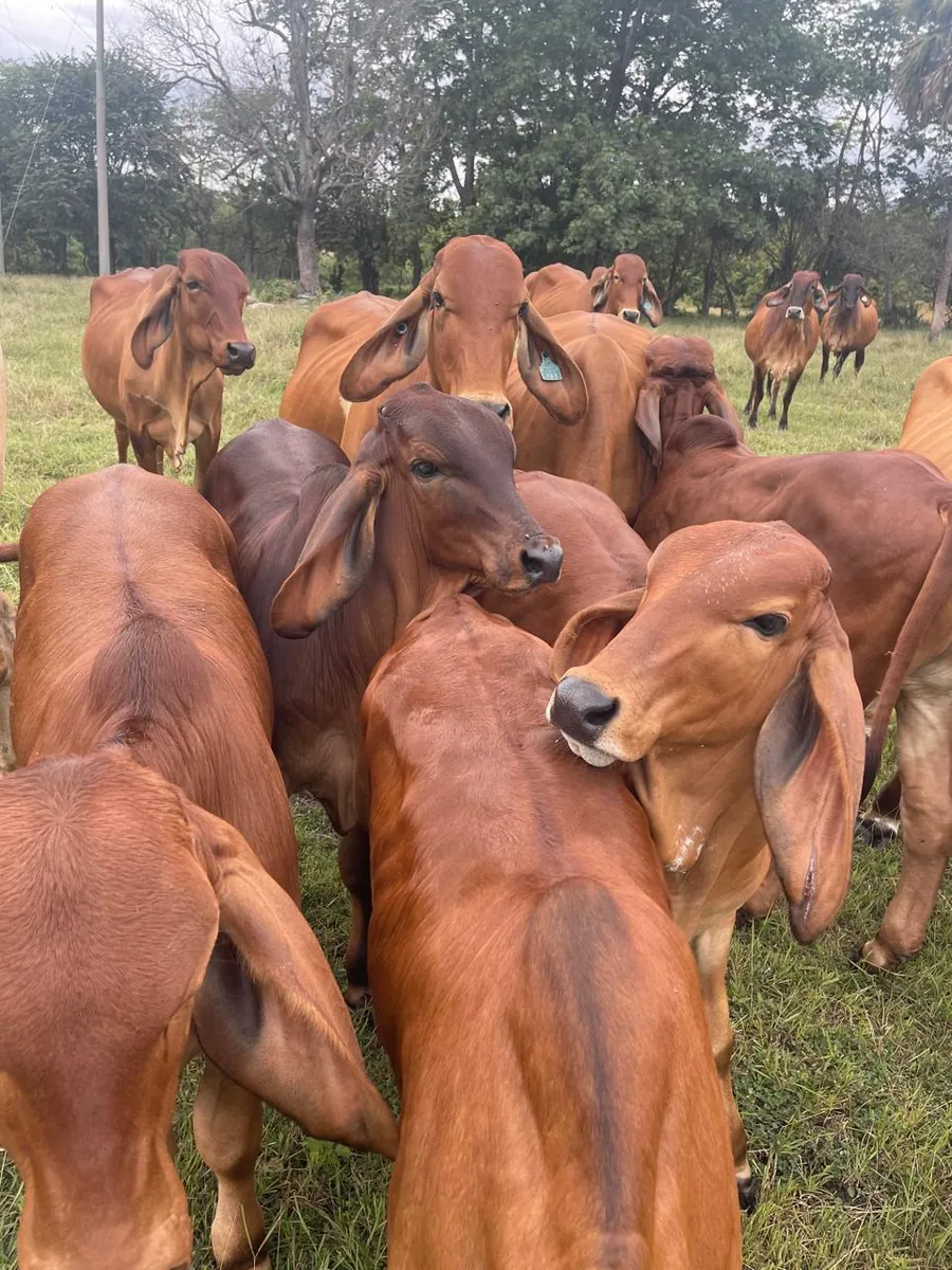 Ganado brahman rojo de los asociados en el potrero