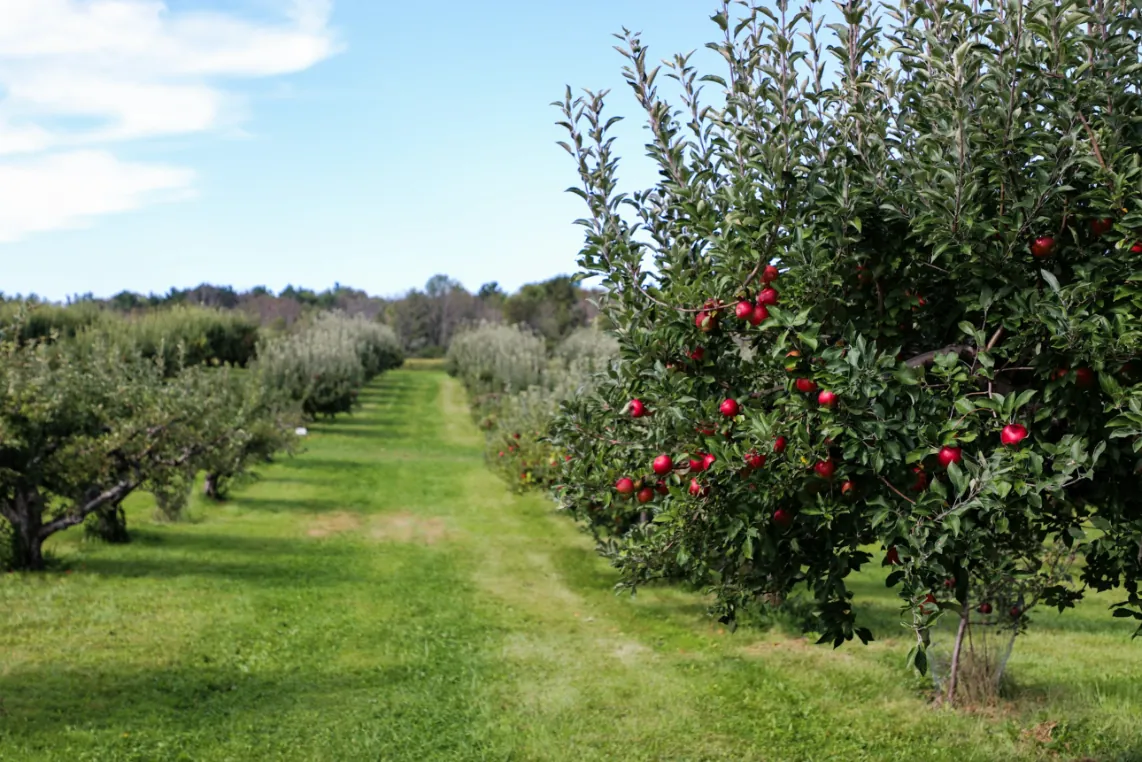 Manzanas en el árbol