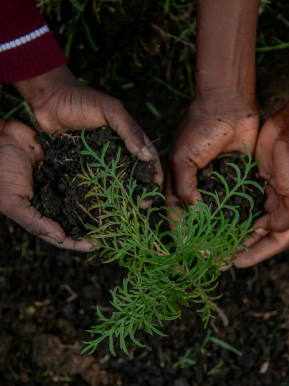 Dos pares de manos sosteniendo tierra y una planta joven