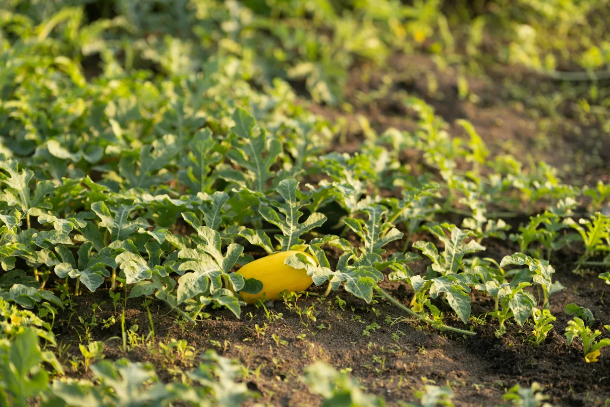 Planta de melón con fruto en el campo